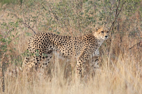 cheetah in serengeti