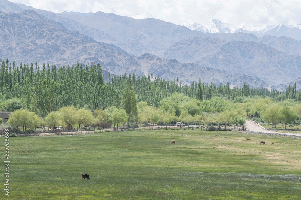 Leh,ladakh,Jammu And Kashmir India-17-04-2019:Photos taken in Leh,Ladakh region,India.