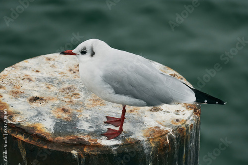 Seagull on the pole