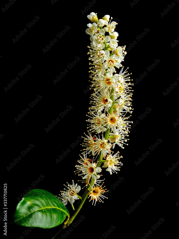 Naklejka premium Fiori di lauroceraso