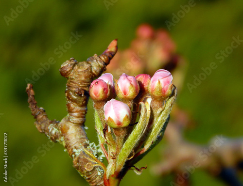 Macro close-up photograph of the leaf and blossom buds of a dwarf variety pear tree (Pyrus communis 'Beth') in Spring, with shallow depth of field