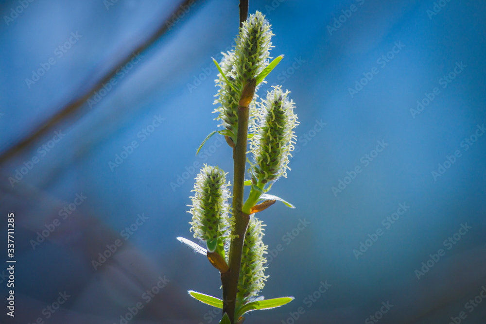 Tree spores dusting, pollen, macro nature, closeup, branch, spring Tree spores dusting, pollen, macro nature, closeup, branch, spring
