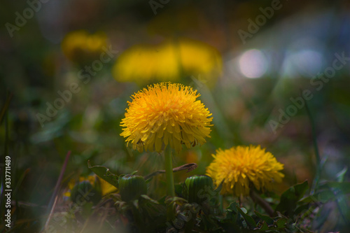 Sonchus  flowering plants  the dandelion tribe  Asteraceae  sow thistles  hare thistles  hare lettuces  yellow flower  macro  nature  closeup in the grass