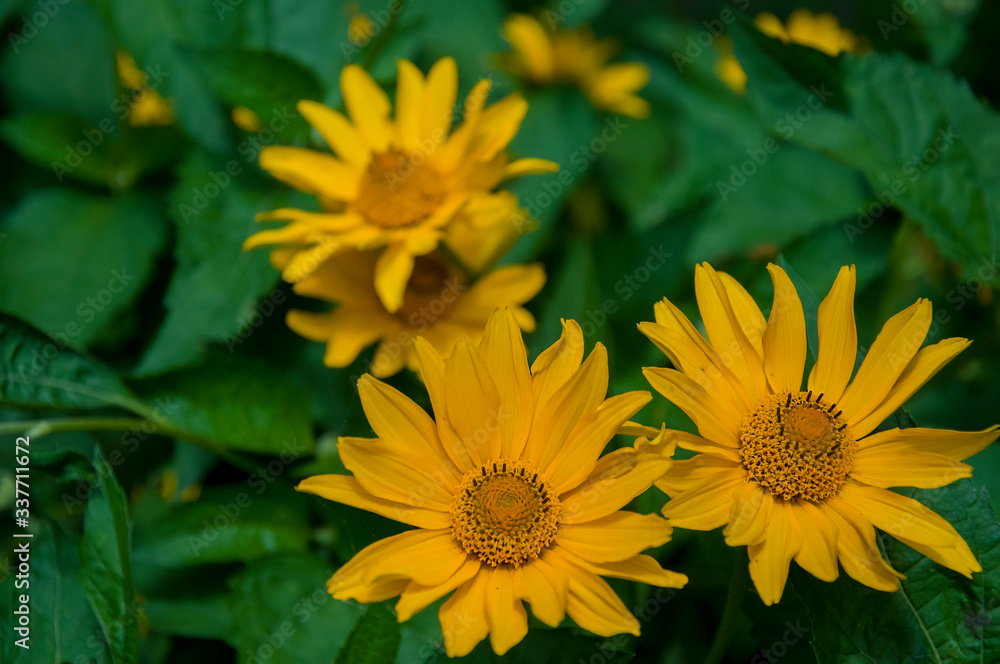 Rudbeckia. Garden yellow flowers with green leaves. Blossom in summer. Background with old wood house Rudbeckia. Garden yellow flowers with green leaves. Blossom in summer. Background with old wood house
