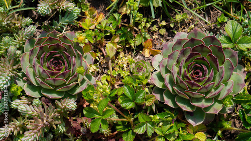 Two house leeks flowers. Sempervivum or houseleeks - from above. photo