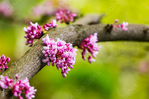 Cercis siliquastrum or Judas tree, ornamental tree blooming with beautiful deep pink colored flowers in the spring. Eastern redbud tree blossoms in spring time. Flowers directly on the trunk.