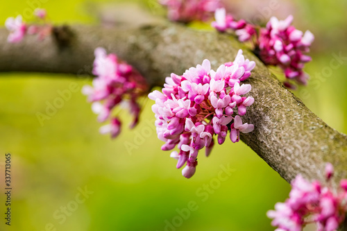 Φωτογραφία Cercis siliquastrum or Judas tree, ornamental tree blooming with beautiful deep pink colored flowers in the spring