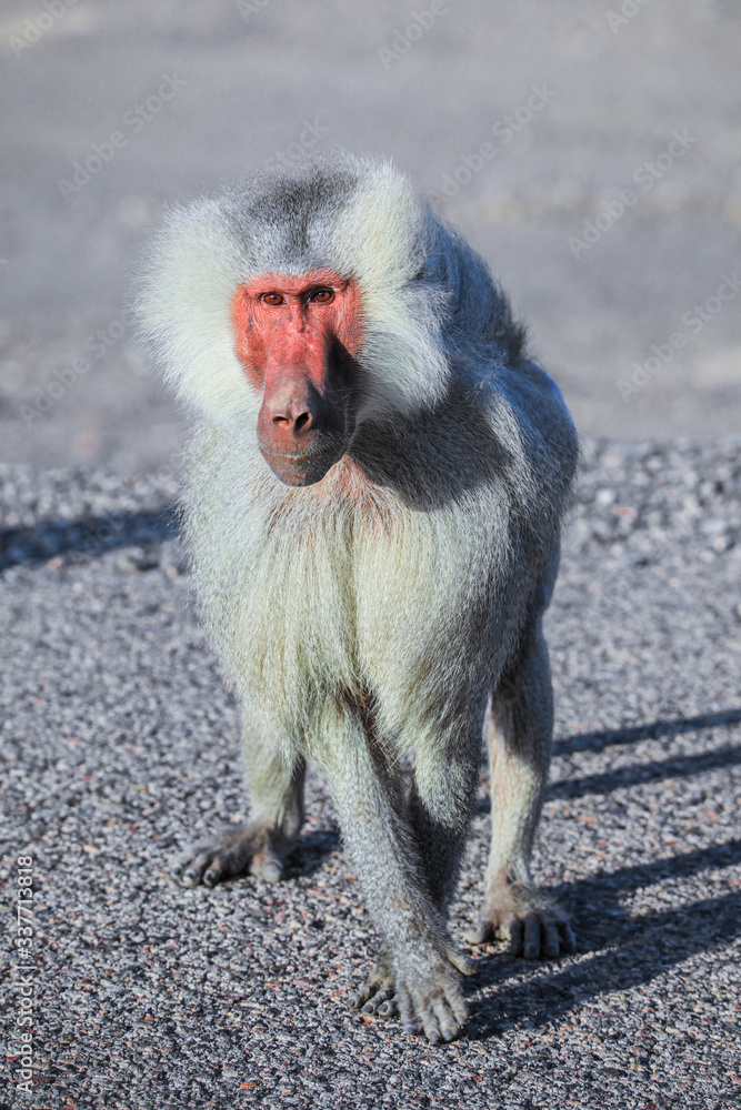 Obraz premium Hamadryas baboon Family on the Road to Lake Assal, Djibouti