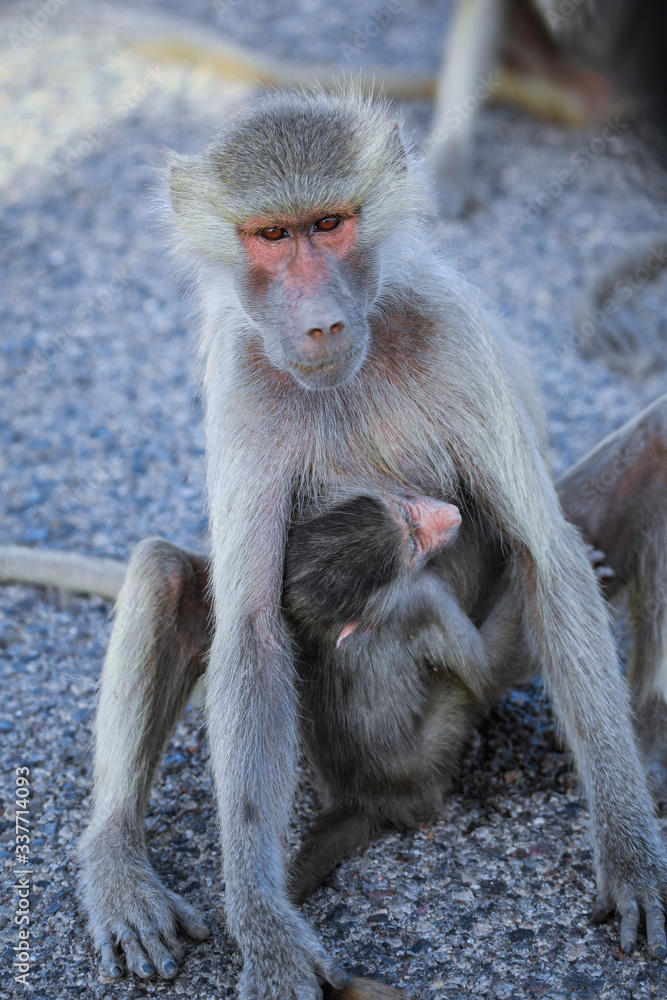 Obraz premium Hamadryas baboon Family on the Road to Lake Assal, Djibouti