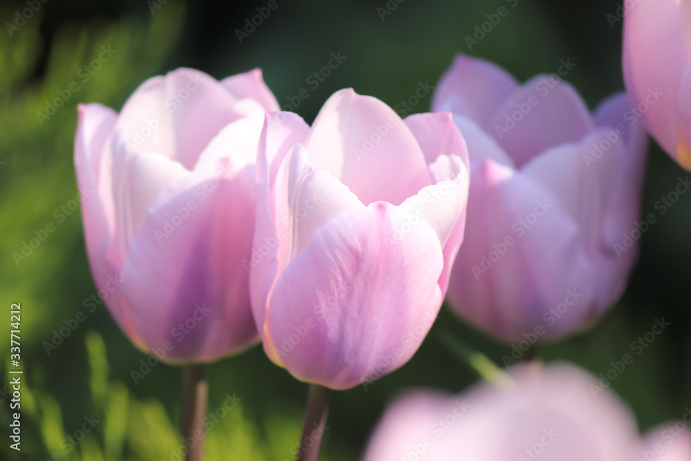 Tulips in a city park. International Labor Day in the city. Tulips in a city park. International Labor Day in the city.