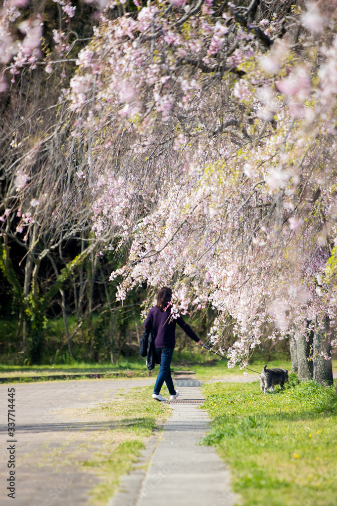 サクラ満開の公園で犬を連れて散歩している女性