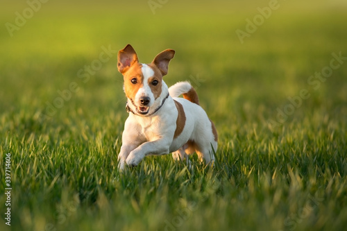 Obraz na płótnie jack russell terrier