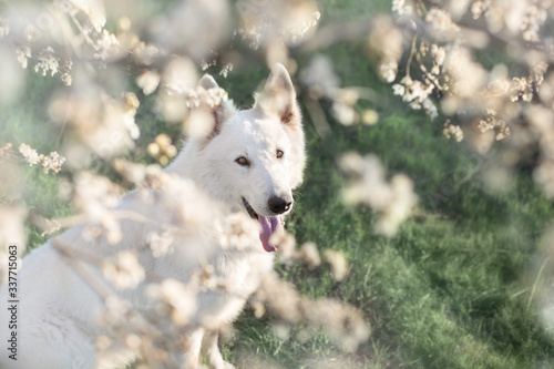 White Swiss Shepherd Dog in spring blossom garden
