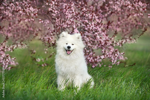  Samoyed dog in pink sakura flowers photo