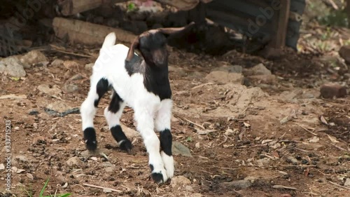 Baby goat is dancing and playing on the farm,  young cute goatling  fooling around, slow motion