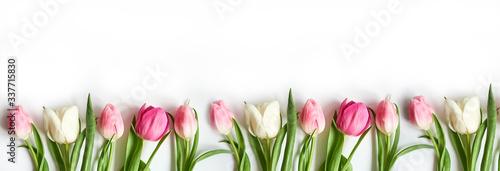 A row of pink and white tulips on a white background. Banner with copy space.