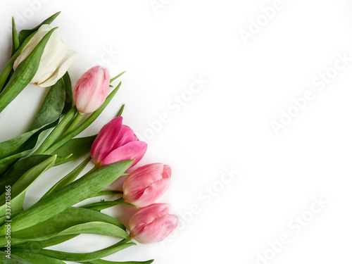 Fototapeta Naklejka Na Ścianę i Meble -  Several pink tulips on a white background isolate, banner with copy space