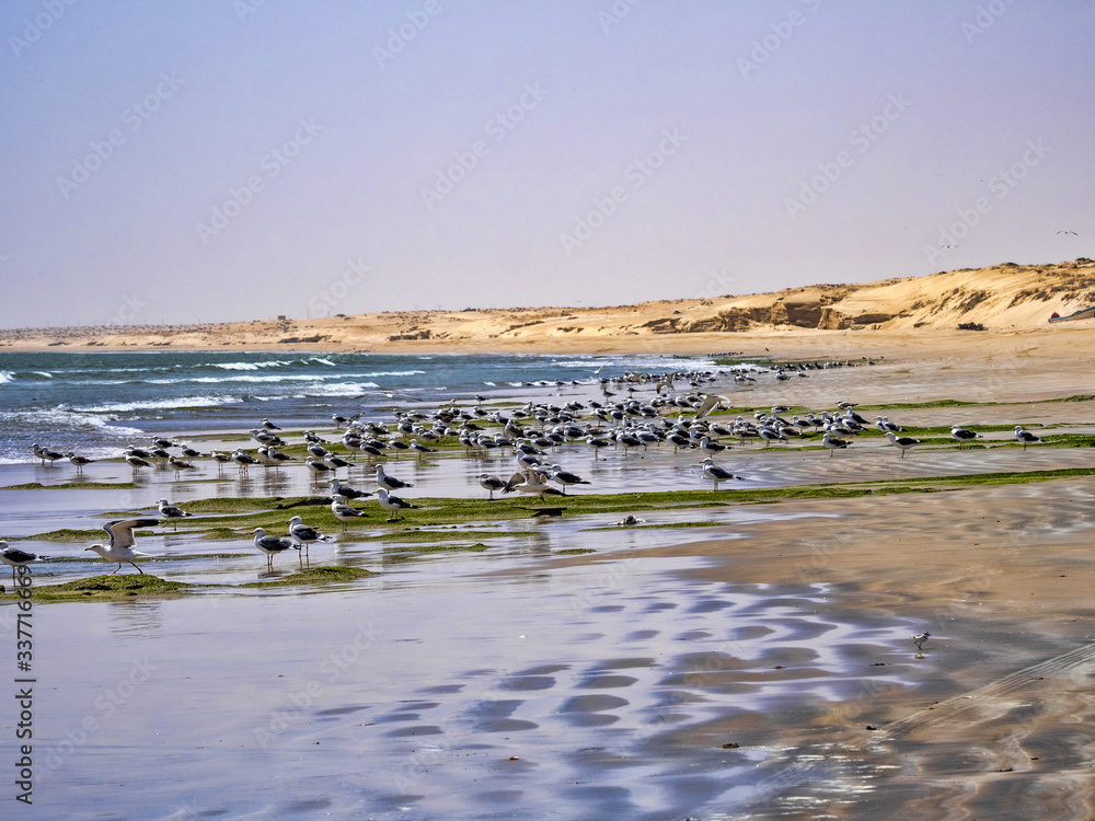 Flock of seagulls gather food on the seashore, Oman