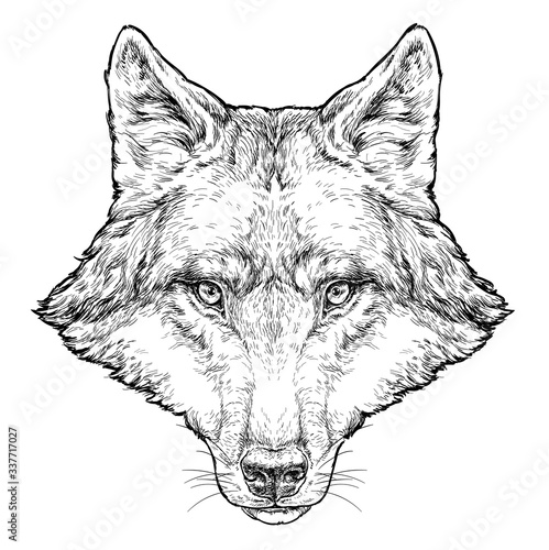 Wolf hand drawn vector illustration. Isolated on white