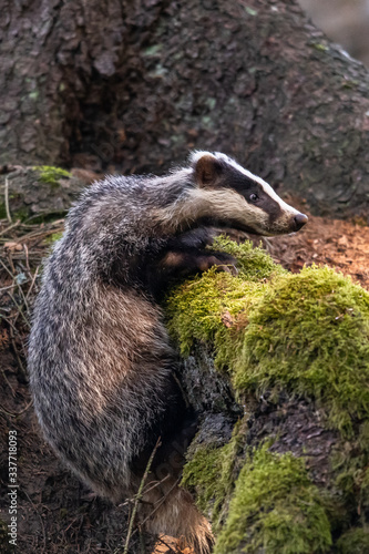 Slika na platnu The Forest Badger (Meles Meles) in its typical drenching