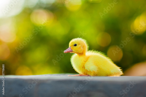 A fluffy little yellow duckling sits on a background of greenery. Village and farm theme