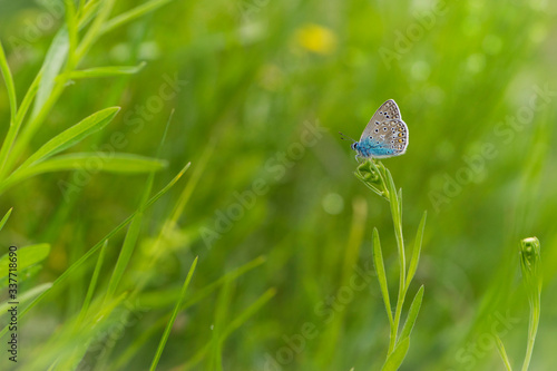 blue butterfly sits in green grass