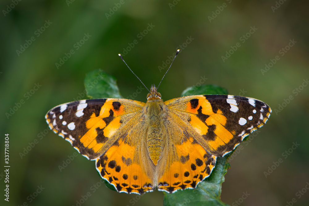 bright butterfly sits on a green leaf
bright butterfly sits on a green leaf