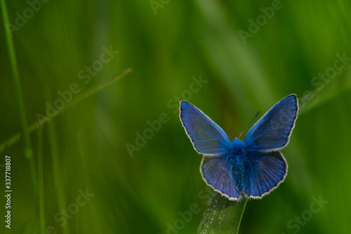  blue butterfly sits in green grass