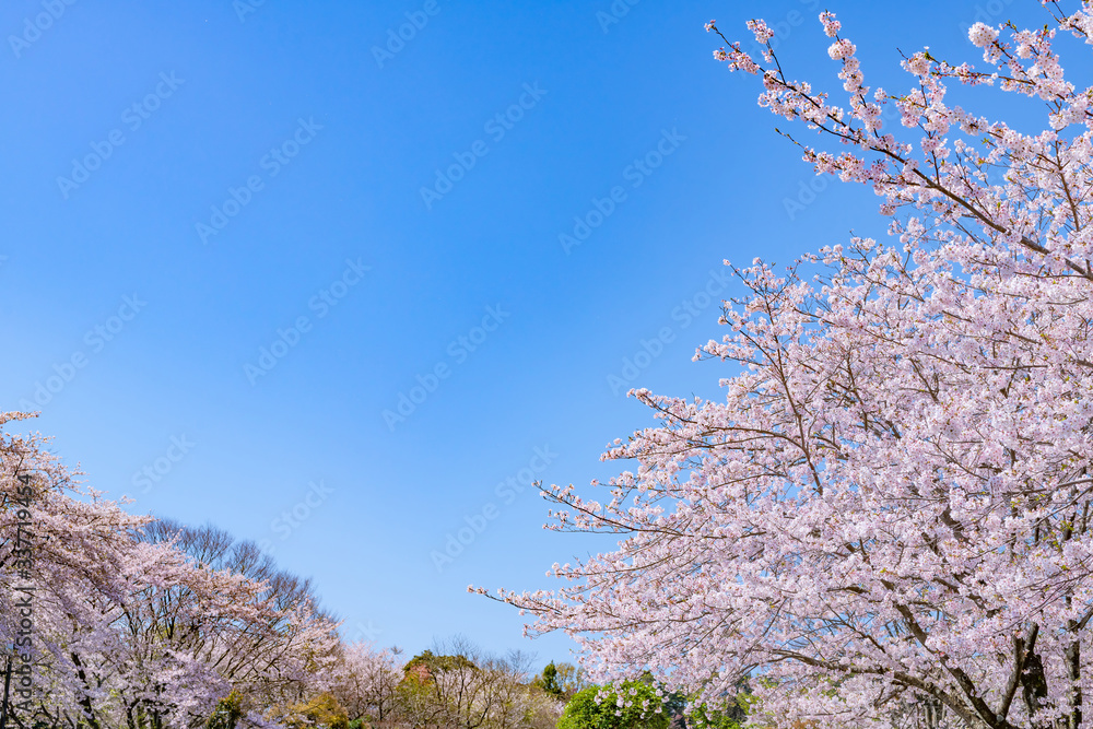 静岡県富士市岩本山公園の桜