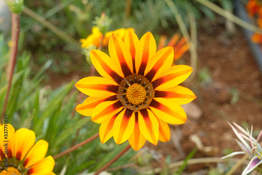flower, yellow, nature, garden, plant, summer, bloom, green, orange, flowers, flora, floral, macro, petal, blossom, spring, daisy, beautiful, petals, beauty, calendula, bright, sunflower, marigold, le flower, yellow, nature, garden, plant, summer, bloom, green, orange, flowers, flora, floral, macro, petal, blossom, spring, daisy, beautiful, petals, beauty, calendula, bright, sunflower, marigold, le
