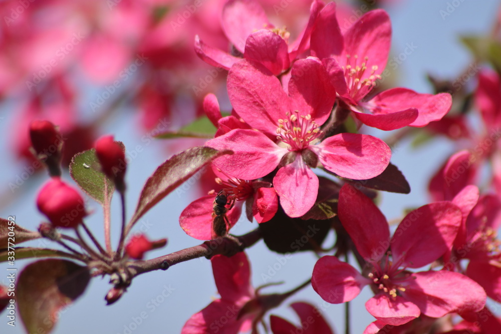 Obraz premium Pink apple blossom