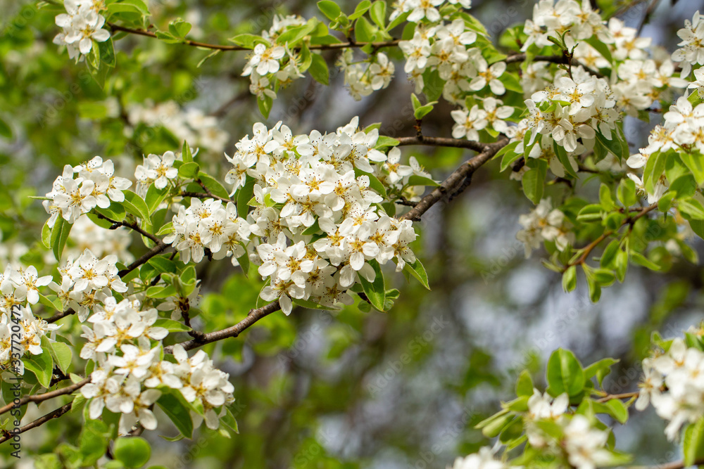 Branch with white flowers on a forest background. Soft focus. Branch with white flowers on a forest background. Soft focus.