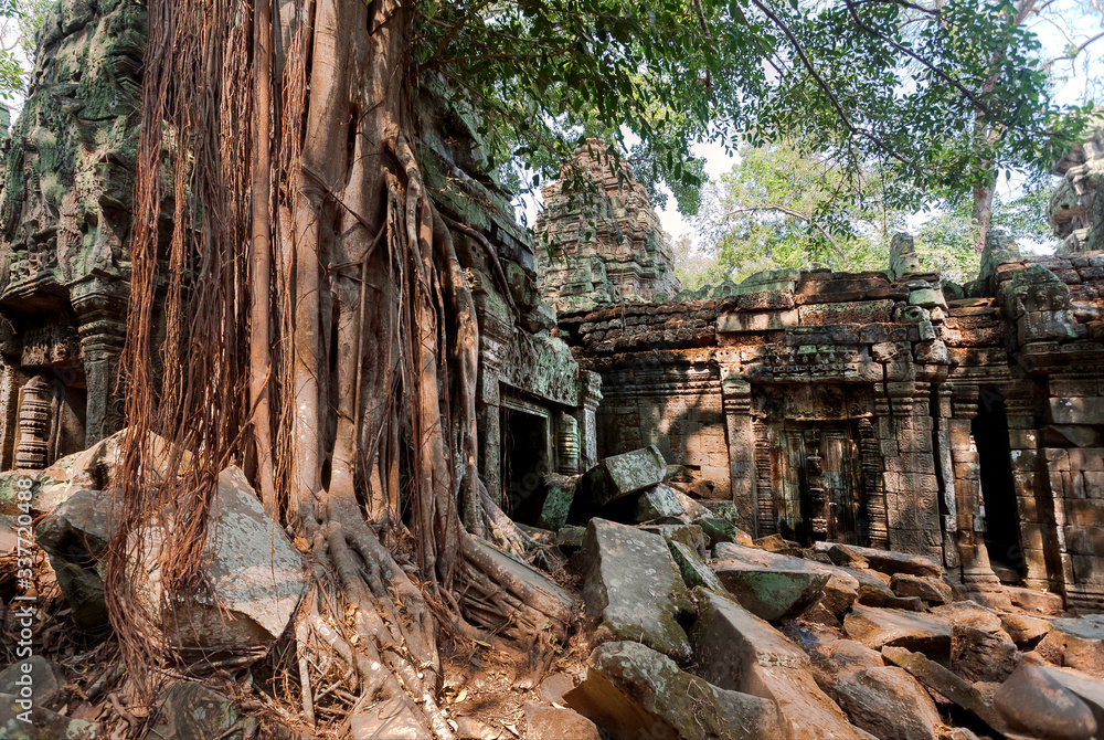 Historical city Angkor with destroyed temple Ta Prohm, 12th century walls, Cambodia. Historical place with roots grow among buildings. UNESCO world heritage site