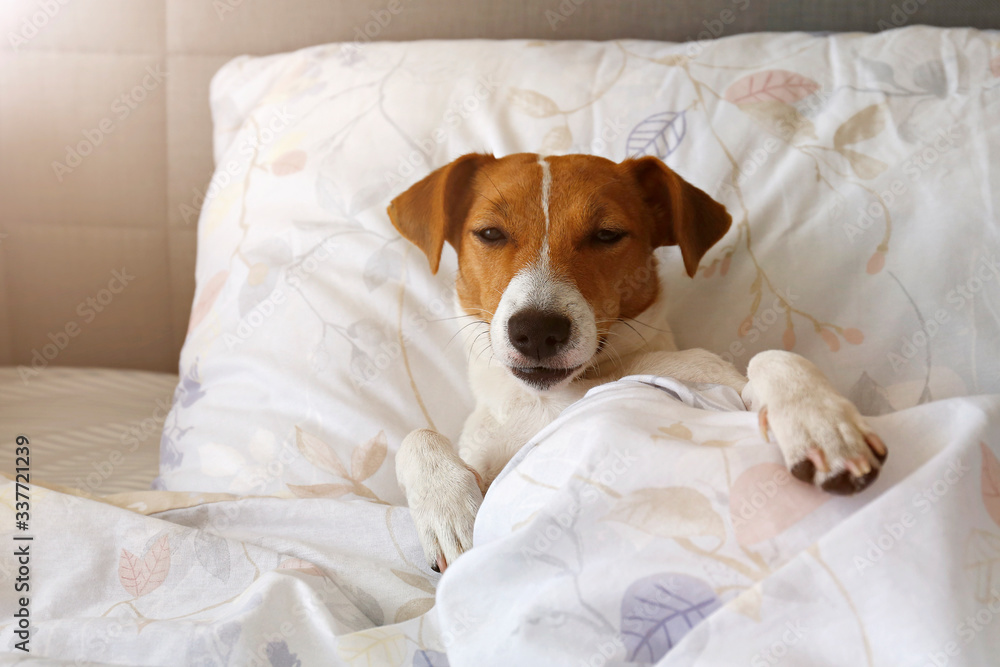 Cute Jack Russel terrier puppy with big ears sleeping on an unmade bed w/ blanket and pillows. Small adorable doggy with funny fur stains alone in bed. Close up, copy space, background.