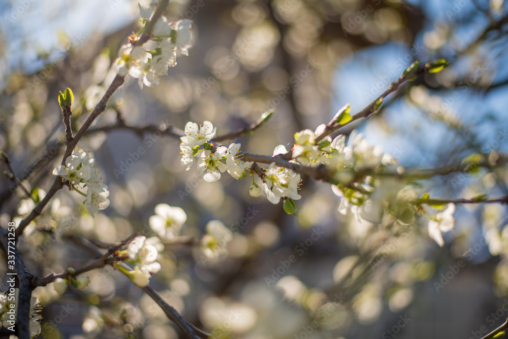 Spring flowers background. Morning light. Flowers lit by the sun. Flowering tree branches. Spring flowers background. Morning light. Flowers lit by the sun. Flowering tree branches.