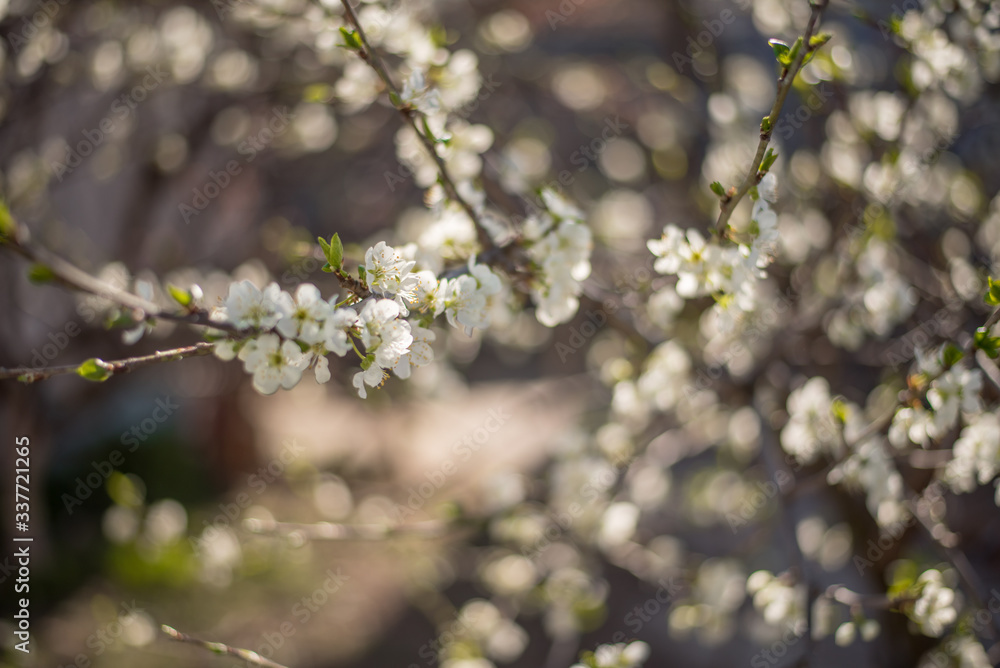 Spring flowers background. Morning light. Flowers lit by the sun. Flowering tree branches.
