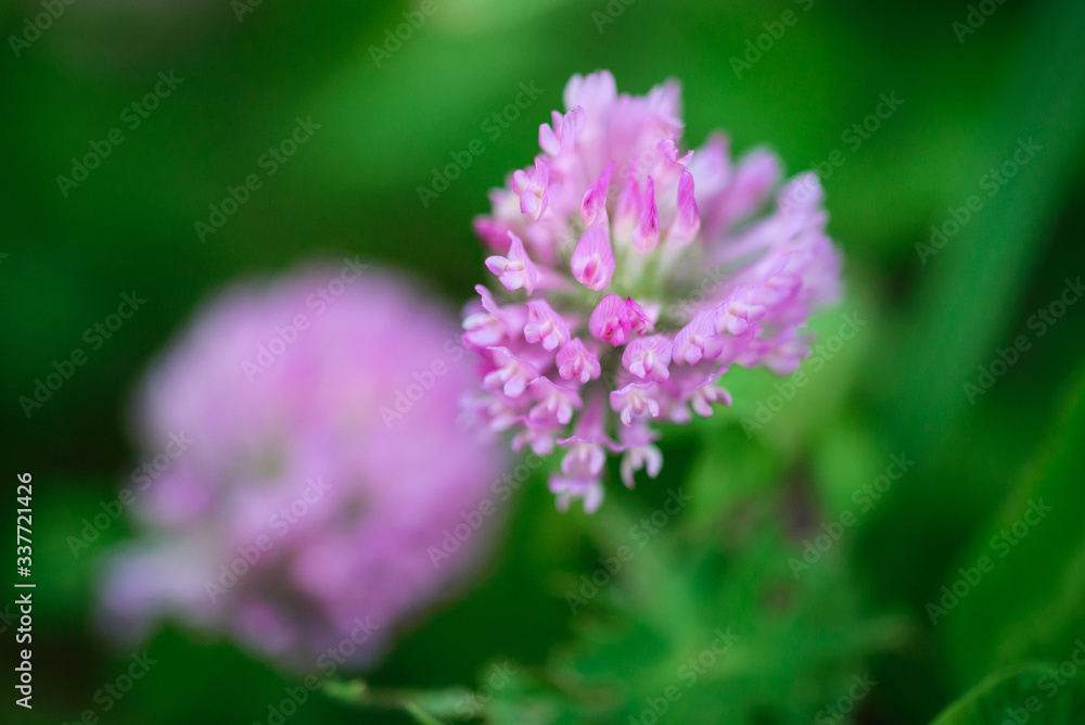 purple flower on a natural green background. Close-up
