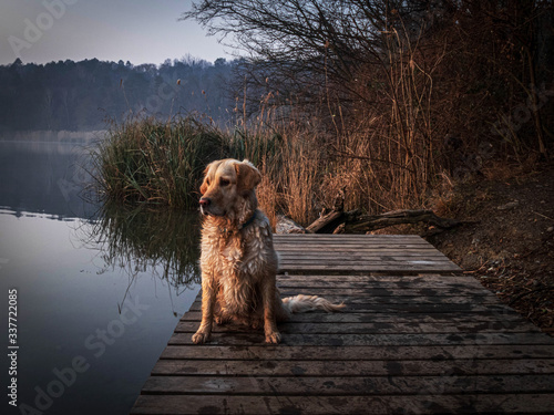Dog on the lake