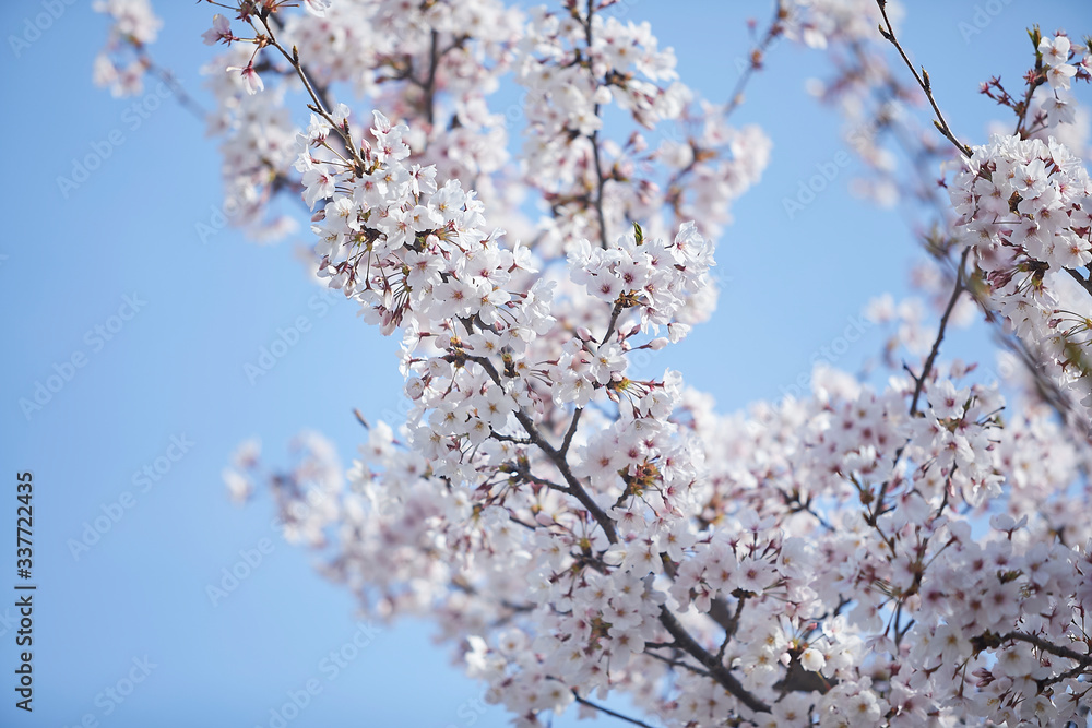 桜 桜