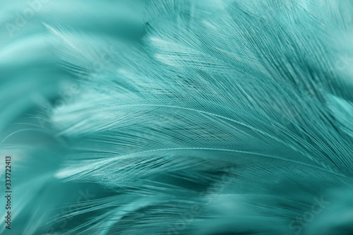 Fototapeta Naklejka Na Ścianę i Meble -  Green chicken feathers in soft and blur style for background