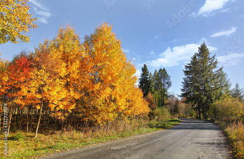 Autumn asphalt country road, yellow coloured trees on sides