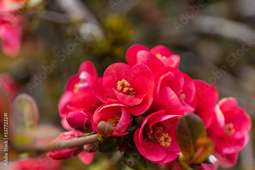 Red Japanese quince blooms in springtime. Kubota Garden  Seattle  WA  USA