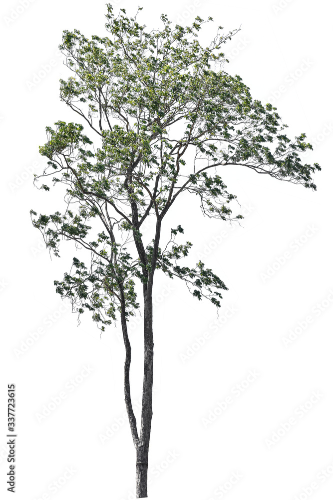 tree isolated on white background, tree isolated on white background,