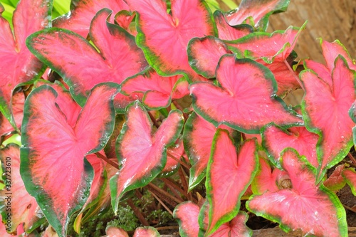 Lotus red leaf in water