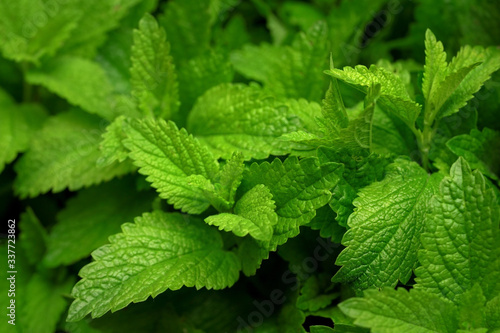 Closeup of fresh mint leaves displayed on herbs market