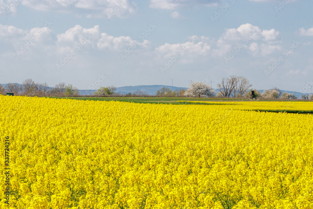 Blick über ein Rapsfeld auf Berge in Rheinhessen Blick über ein Rapsfeld auf Berge in Rheinhessen