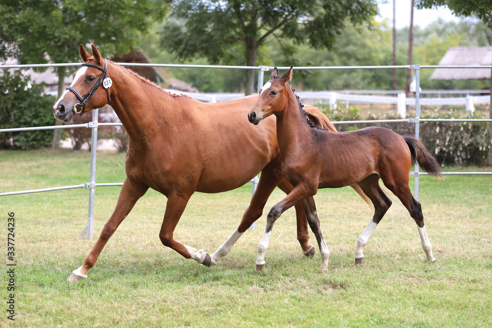 Young doal and mare spending time together Young doal and mare spending time together