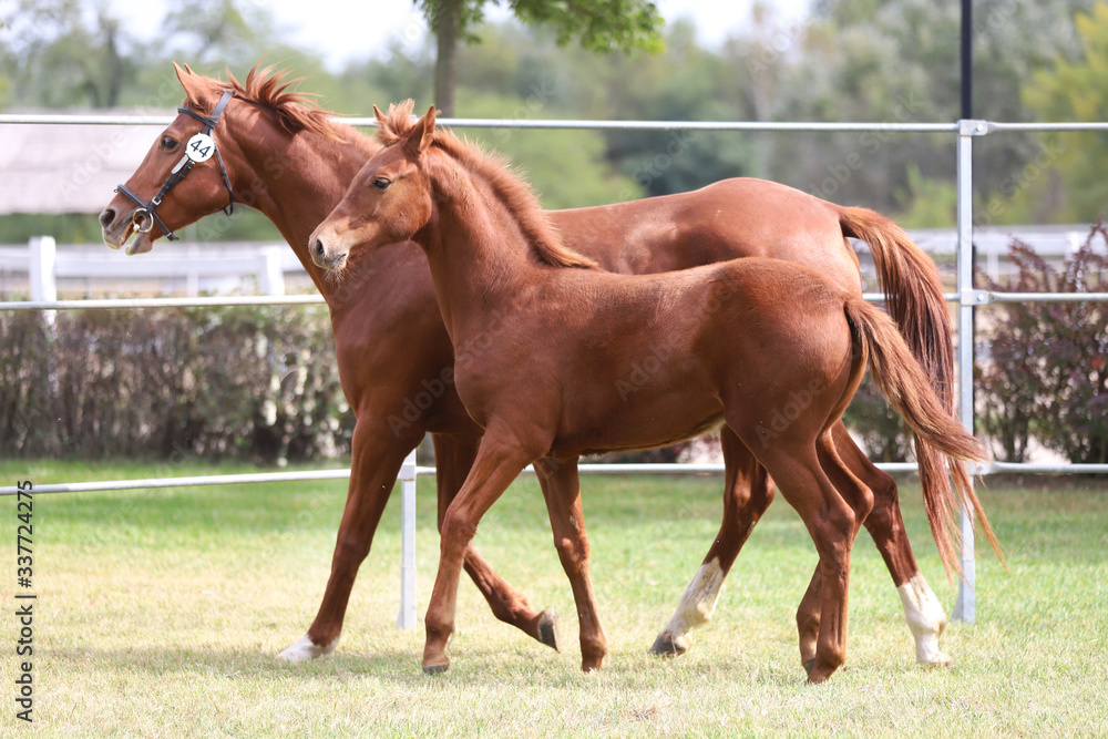 Young doal and mare spending time together Young doal and mare spending time together