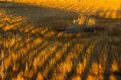 marshgrass photo