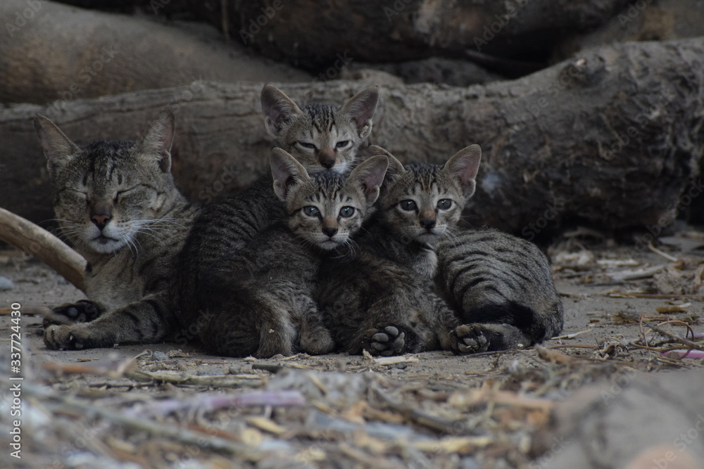An Indian feral cat with three innocent kitten captured while feeding them in Asian country of India and state of Gujarat An Indian feral cat with three innocent kitten captured while feeding them in Asian country of India and state of Gujarat